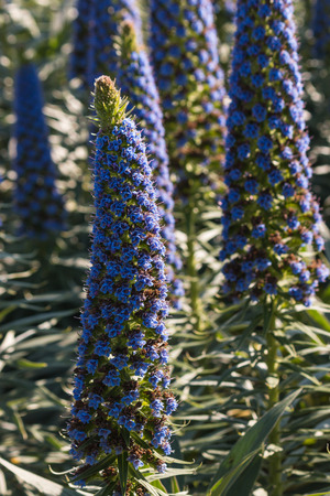 closeup of Pride of Madeira flowersの写真素材