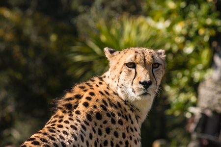 closeup of watchful cheetahの写真素材