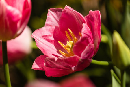 pink tulip flowerhead in bloom