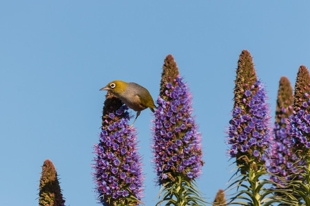silvereye pollinating pride of Madeira flowersの写真素材