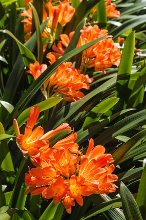 orange clivia flowers and leavesの写真素材