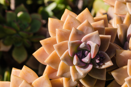 close up of Sempervivum succulent plantの写真素材