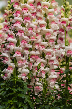 closeup of pink snapdragonsの写真素材