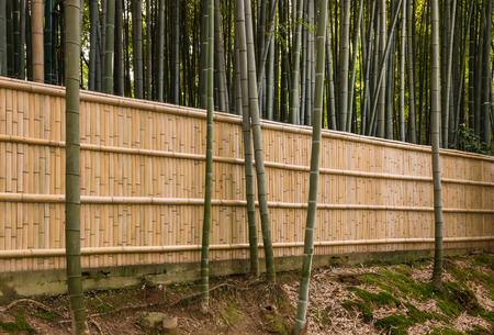 giant bamboo trees and fenceの写真素材
