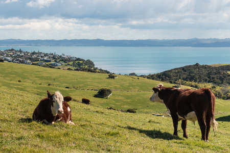 Hereford cows on meadowの写真素材