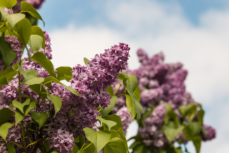 lilac flowers against blue skyの写真素材