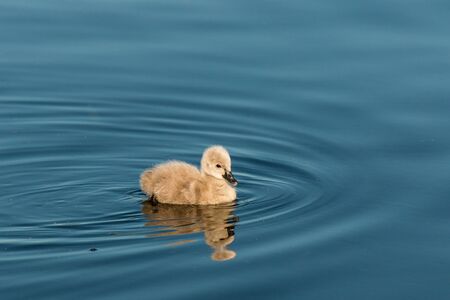 closeup of isolated cygnet swimming on lakeの写真素材