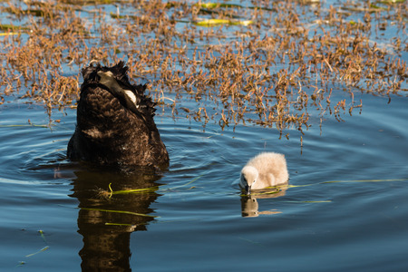 black swan with cygnet searching for foodの写真素材