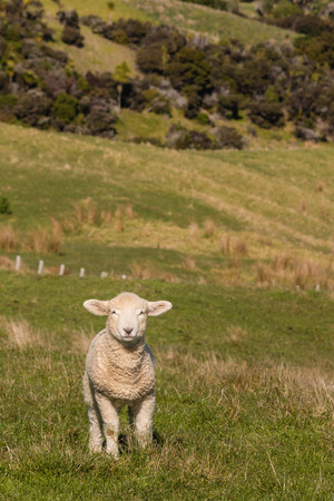 baby lamb standing on pastureの写真素材