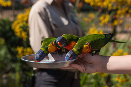 feeding rainbow lorikeets