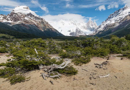 valley with gnarled beech trees in Southern Patagoniaの写真素材