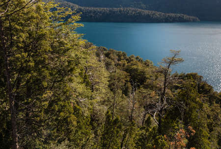 southern beech forest around Mascardi lakeの写真素材