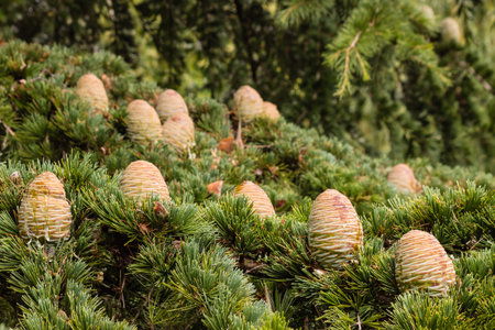 Korean fir tree cones and needles