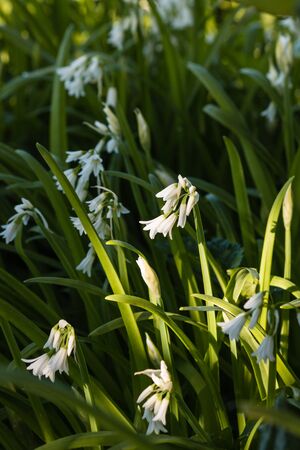 closeup of three-cornered leek flowersの写真素材
