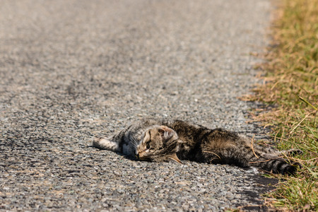 dead tabby cat lying on roadの写真素材