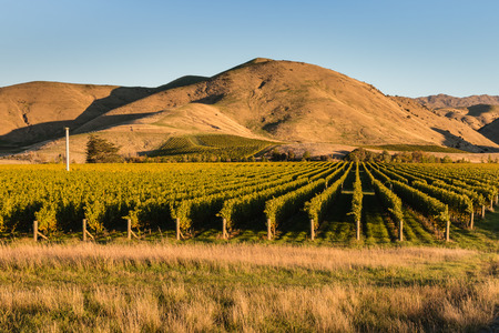 Wither Hills vineyards at sunsetの写真素材