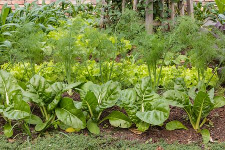 leafy vegetables in organic gardenの写真素材