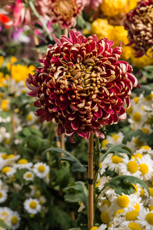 collection of colorful chrysanthemum flowersの写真素材