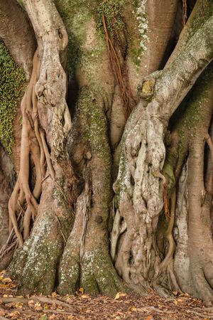 knotted ficus tree trunk and aerial rootsの写真素材