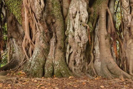 ficus tree trunk and aerial rootsの写真素材