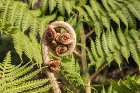 close-up of growing silver fern frondの写真素材