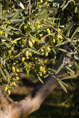ripe green olives on treeの写真素材