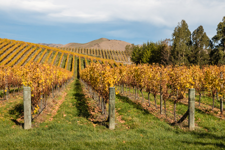 rows of grapevine in autumn vineyards on hillsの写真素材
