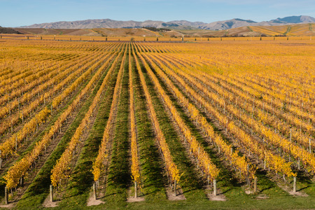 Wither Hills vineyards in New Zealand in autumnの写真素材
