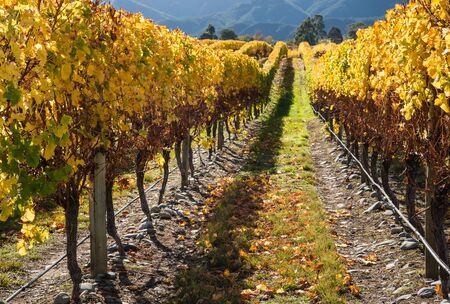 rows of grapevine in vineyard in autumnの写真素材