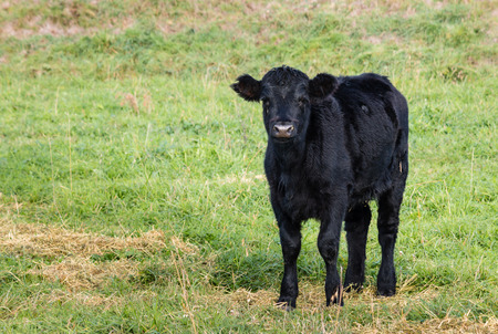 isolated black Angus calf standing on grassの写真素材