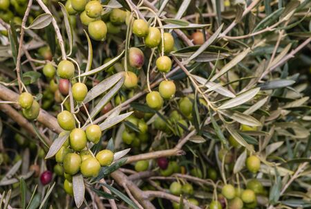 unripe olives with raindrops on olive treeの写真素材