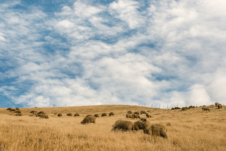 flock of merino sheep grazing on grassy hillの写真素材