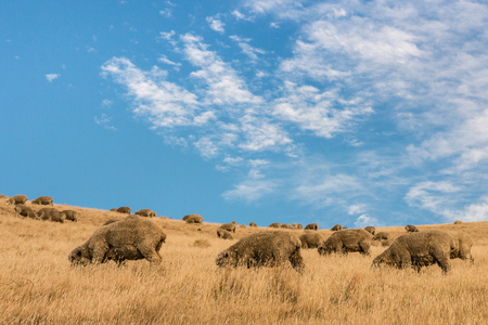 grazing merino sheep against blue skyの写真素材