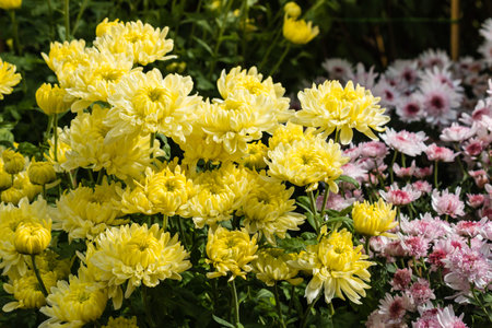 yellow chrysanthemums in bloom
