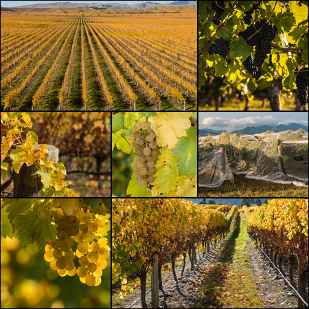 New Zealand vineyards at harvest timeの写真素材