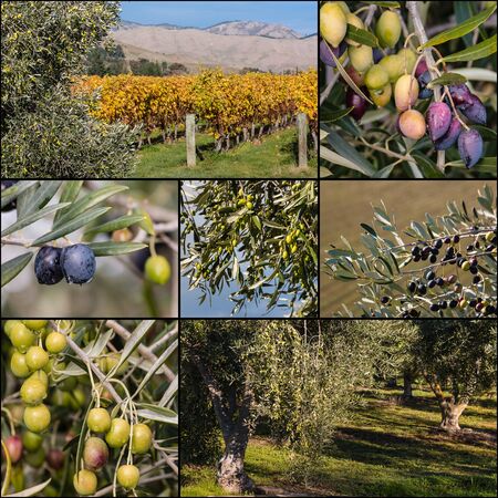 black and green olives on olive tree collageの写真素材