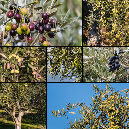 collection of green and black olivesの写真素材