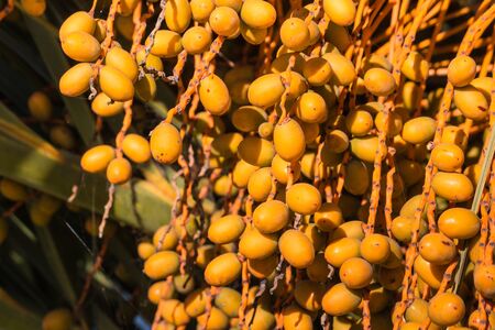 closeup of dates ripening on treeの写真素材