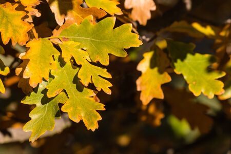 closeup of oak leaves in autumnの写真素材