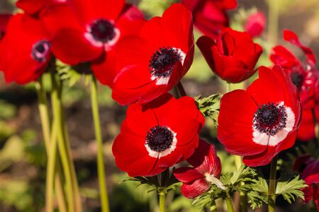 cluster of bright red poppy anemone flowers in gardenの写真素材