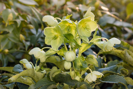Corsican hellebore flowers in bloomの写真素材