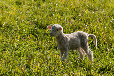 little lamb searching for sheepの写真素材