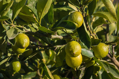 closeup of limes ripening on lime tree