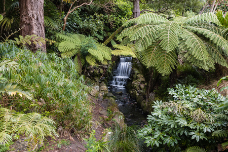 rainforest with ferns and waterfallの写真素材