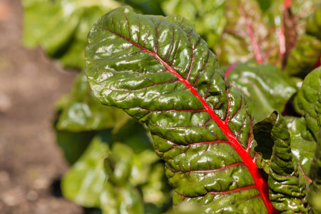 closeup of swiss chard growing in garden