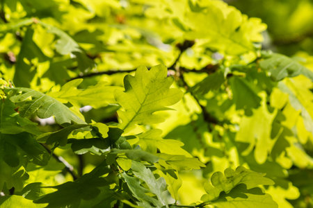 closeup of backlit oak tree leaves in springtimeの写真素材