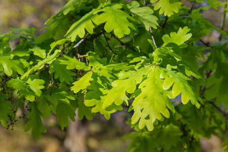 closeup of fresh oak tree leaves in springtime