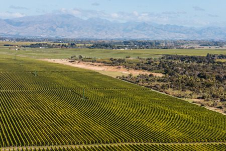 aerial view of rows of grapevine in Marlborough region, New Zealandの写真素材