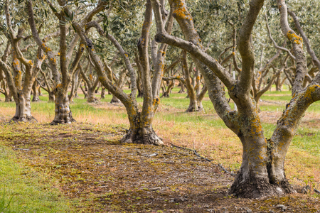 olive trees growing in olive grove in springの写真素材