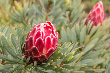 closeup of red protea flower and budの写真素材